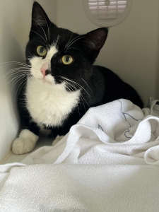 Fundkatze 31.10 Fundkatze 31.10